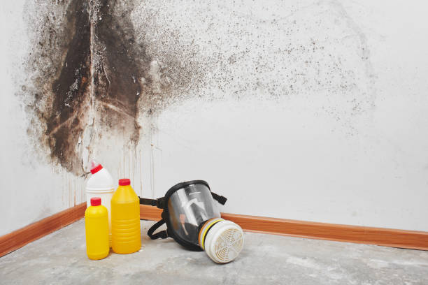 Best DIY Mold Remediation Support Services in Saranap, CA