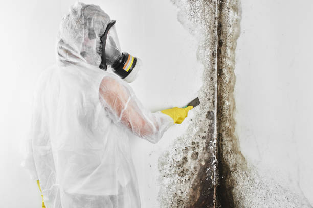 Best Crawl Space Mold Remediation in Saranap, CA