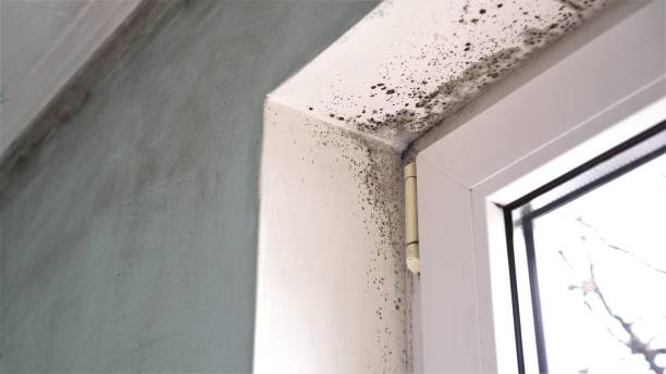 Best White Mold Remediation in Saranap, CA