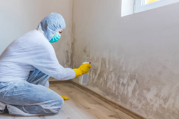 Best Commercial Mold Remediation in Saranap, CA