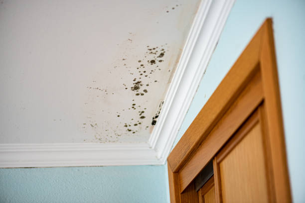 Best Mold Remediation for Specific Building Types in Saranap, CA