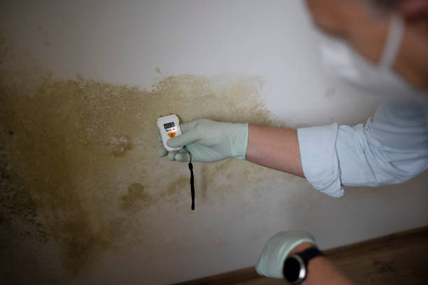 Best Mold Remediation for Schools in Saranap, CA