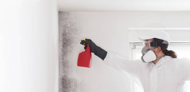 Reliable Saranap, CA Mold Remediation Solutions