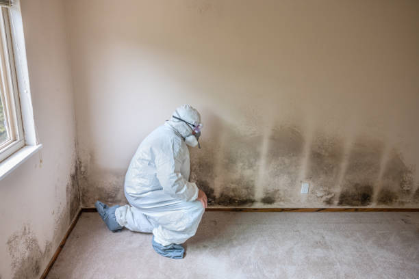 Best Basement Mold Remediation in Saranap, CA