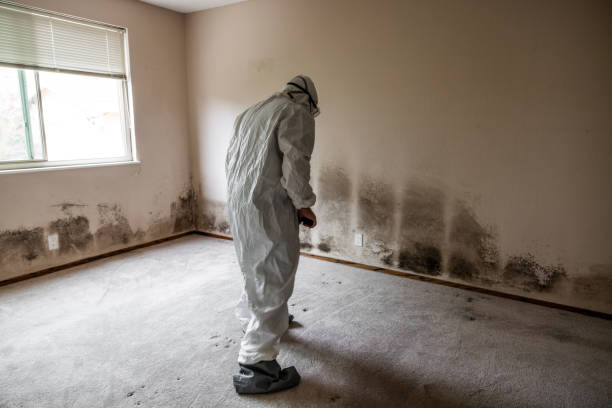 Best Residential Mold Remediation in Saranap, CA