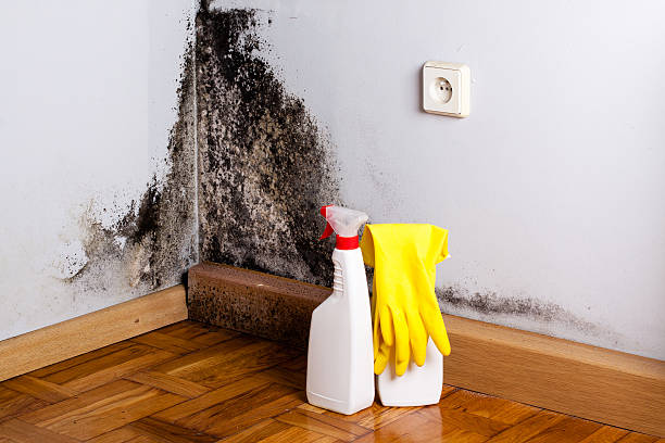 Best Post-Remediation Services in Saranap, CA